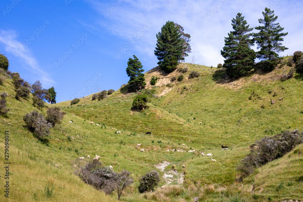 some sheep in the meadow, New Zealand some sheep in the meadow, New Zealand