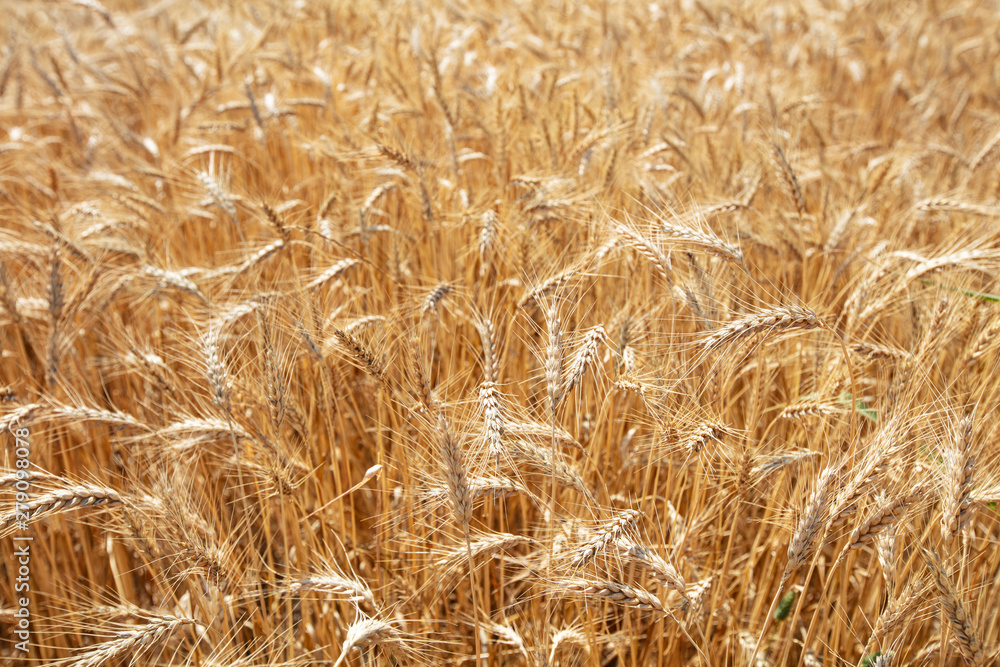Wheat field. Ears of golden wheat close up. Beautiful Nature Sunset Landscape. Rural Scenery under Shining Sunlight. Background of ripening ears of meadow wheat field. Rich harvest Concept Wheat field. Ears of golden wheat close up. Beautiful Nature Sunset Landscape. Rural Scenery under Shining Sunlight. Background of ripening ears of meadow wheat field. Rich harvest Concept