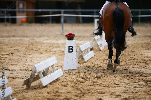 Dressage horse during a dressage competition in the exam..