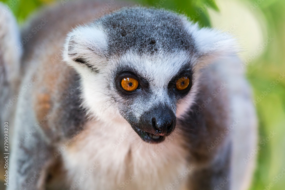 Obraz premium captive ring tailed lemur attentive and curious