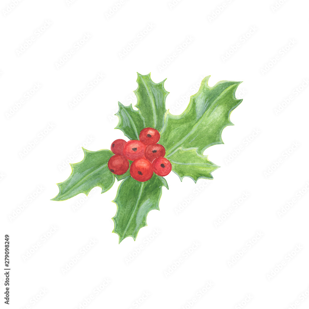 Traditional winter holidays plant, holly leaves and berries, watercolor hand drawn illustration, end of the year celebrations symbol, family and home Traditional winter holidays plant, holly leaves and berries, watercolor hand drawn illustration, end of the year celebrations symbol, family and home