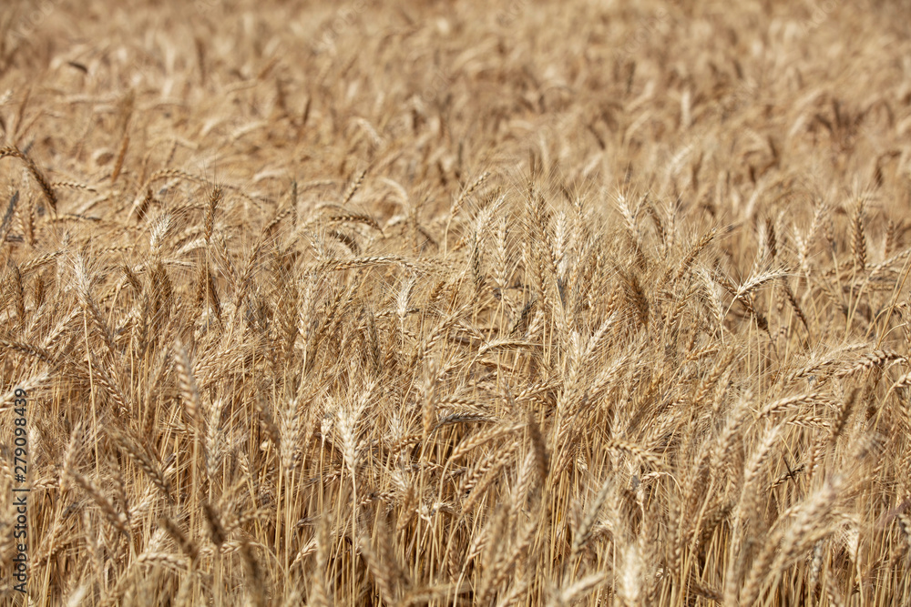 Wheat field. Ears of golden wheat close up. Beautiful Nature Sunset Landscape. Rural Scenery under Shining Sunlight. Background of ripening ears of meadow wheat field. Rich harvest Concept Wheat field. Ears of golden wheat close up. Beautiful Nature Sunset Landscape. Rural Scenery under Shining Sunlight. Background of ripening ears of meadow wheat field. Rich harvest Concept