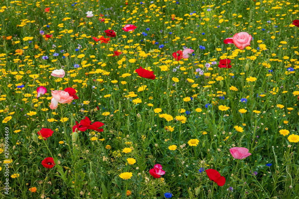 Poppies growing in a wild flower meadow