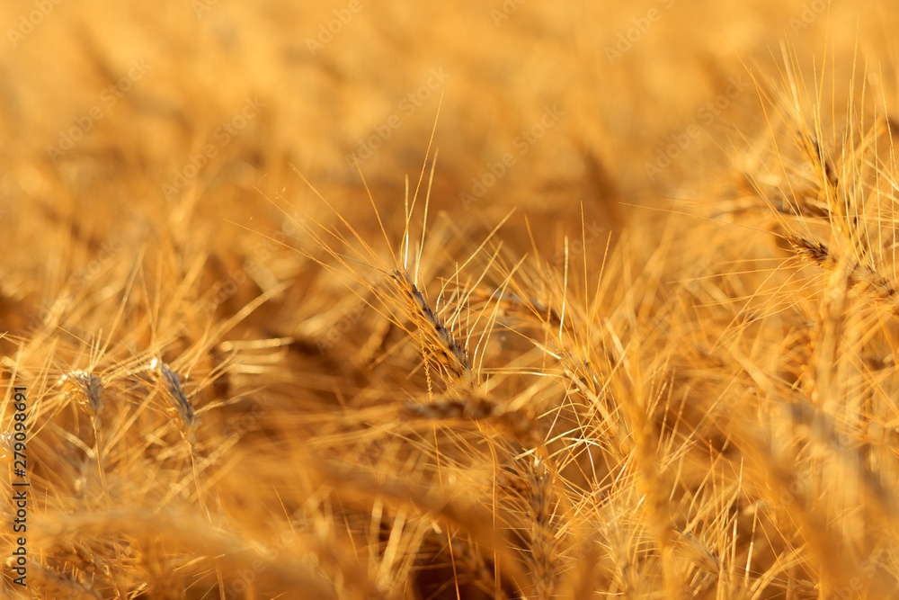 Fototapeta premium Golden ears of wheat in summer on the field.