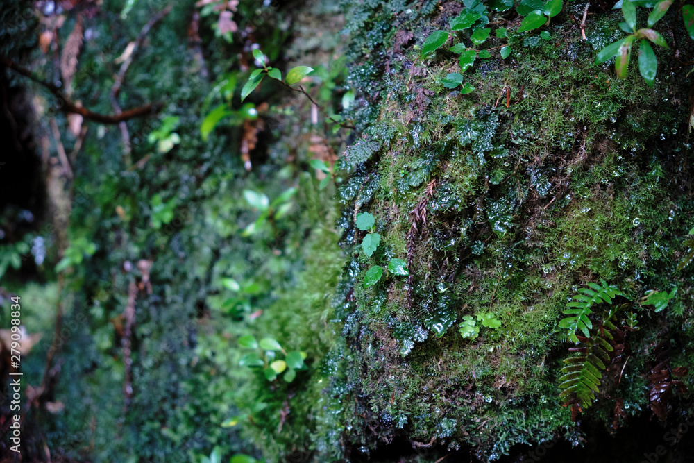 Obraz premium 屋久島に自生している苔とシダ植物