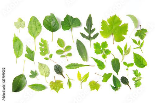 set of Green leaves Isolated on a white.