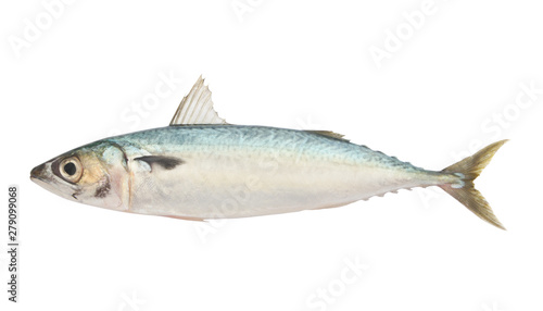 Mackerel fish isolated on white background