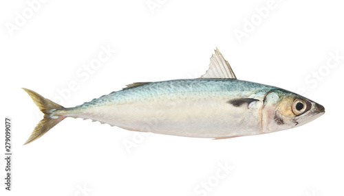 Fresh raw mackerel fish isolated on white