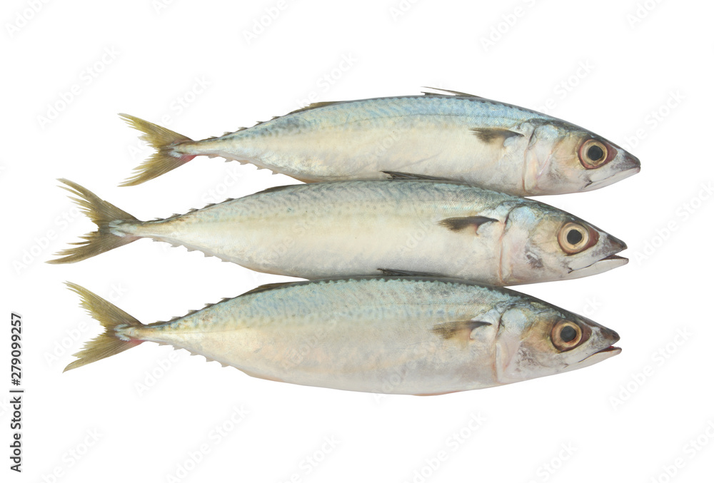 Three fresh mackerel fishes isolated on white background Three fresh mackerel fishes isolated on white background