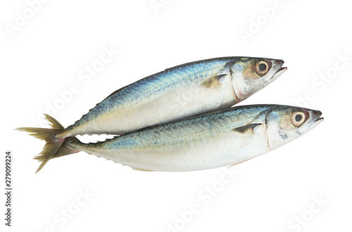 Fresh raw mackerel fish isolated on white