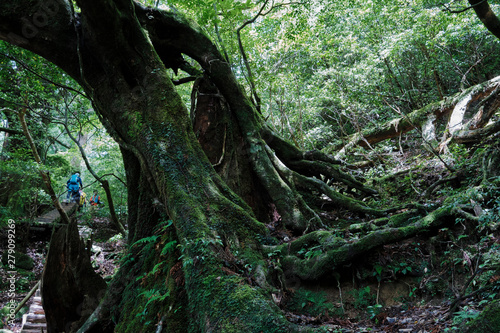 屋久島の立派な屋久杉と苔のある景色