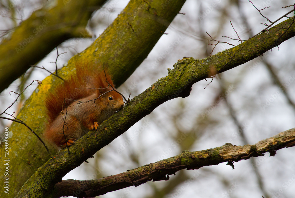 Eichhörnchen auf einem Baum