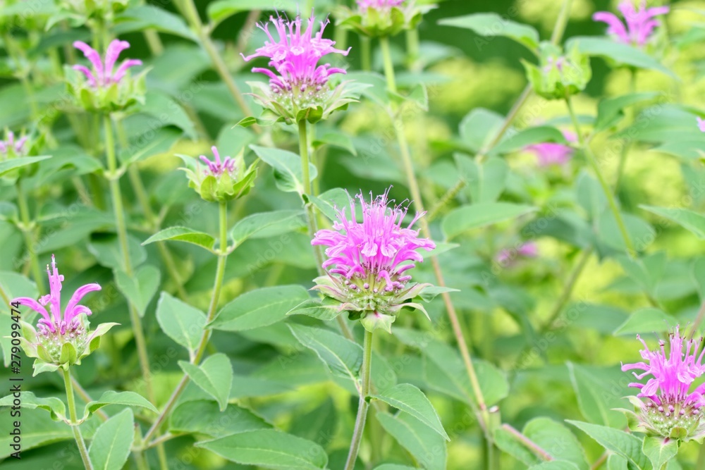 Flower background from bergamot. Background flowers of Monarda didyma, taken in the garden Flower background from bergamot. Background flowers of Monarda didyma, taken in the garden