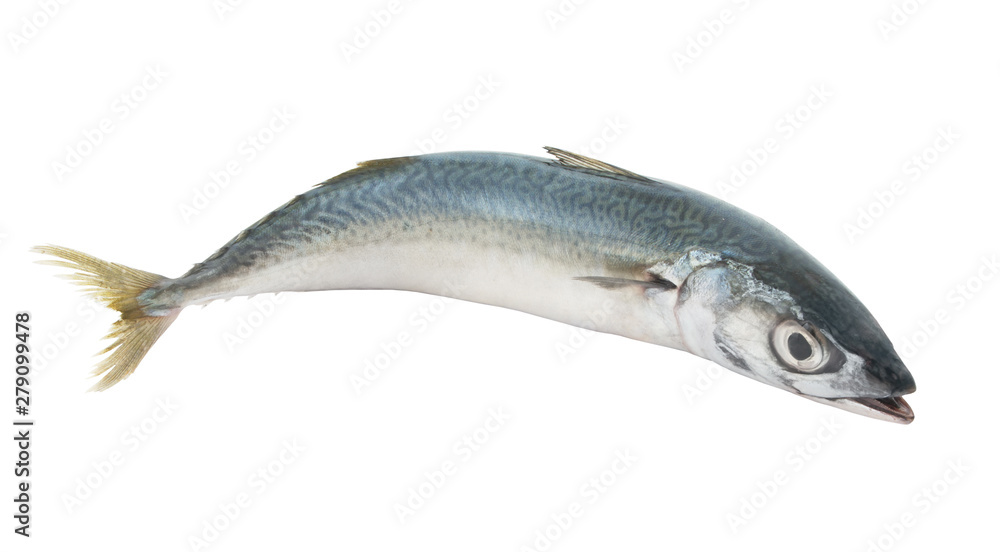 Fototapeta premium Mackerel fish isolated on white background