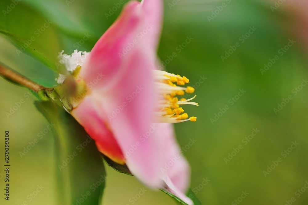 Fototapeta premium ピンクの椿