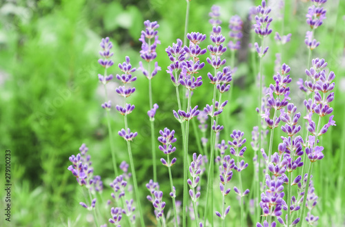 Soft focus on beautiful lavender flowers in summer garden