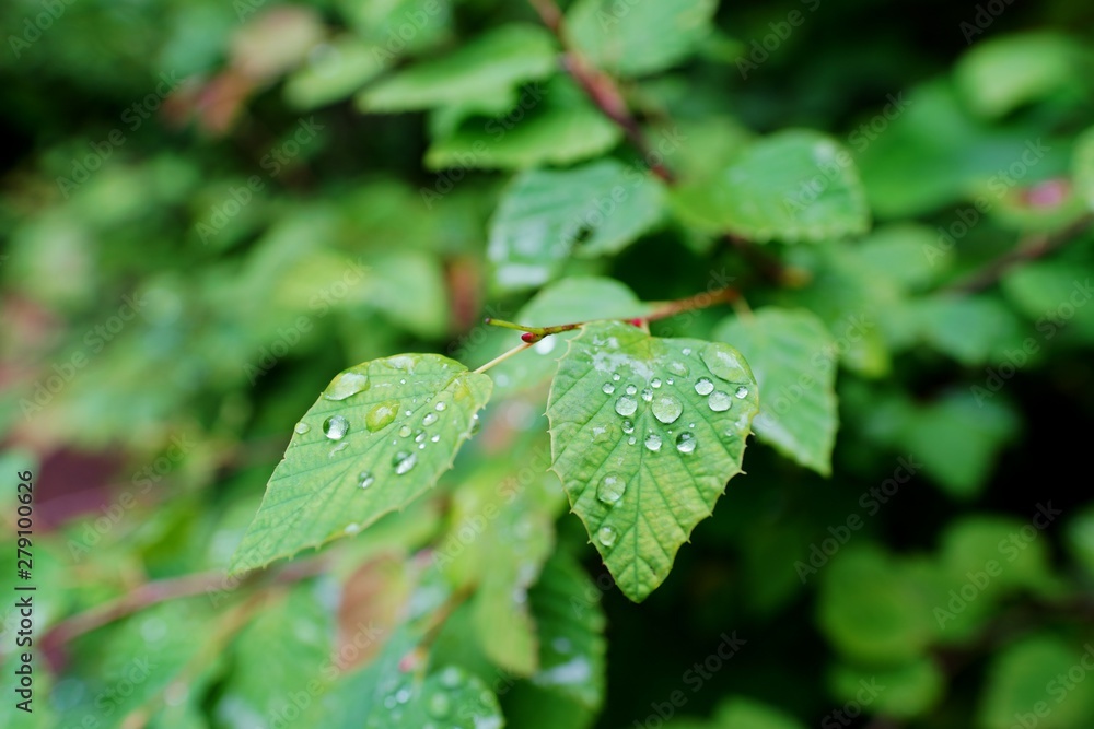 雨に濡れる葉 雨に濡れる葉