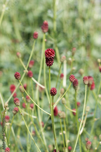 box with seeds of wild clover maroon on a background of green grass