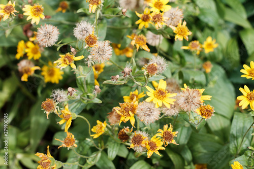 yellow wild flowers with fluffy seeds