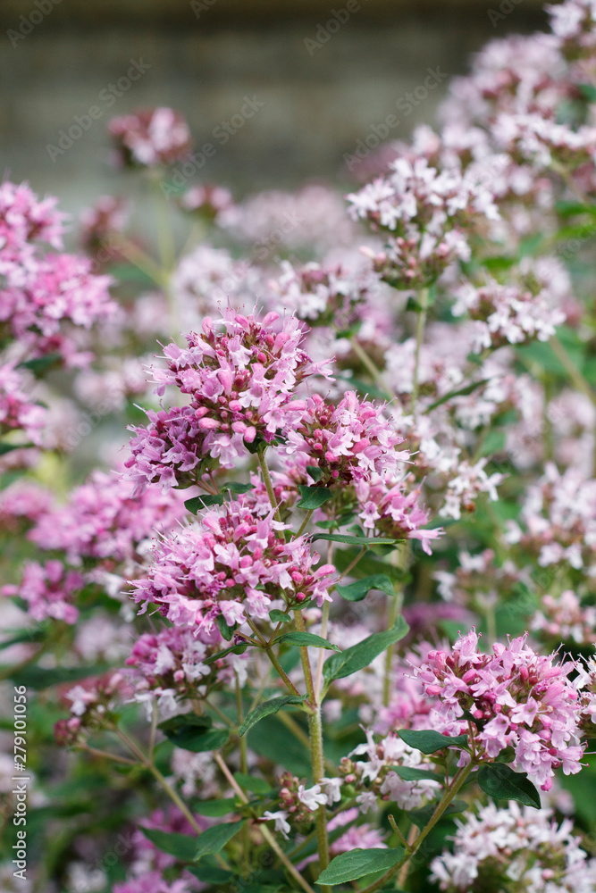 garden plant with small pink flowers and buds garden plant with small pink flowers and buds