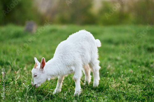 goat on green grass