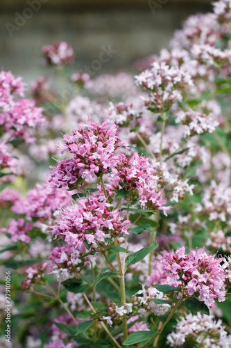 garden plant with small pink flowers and buds