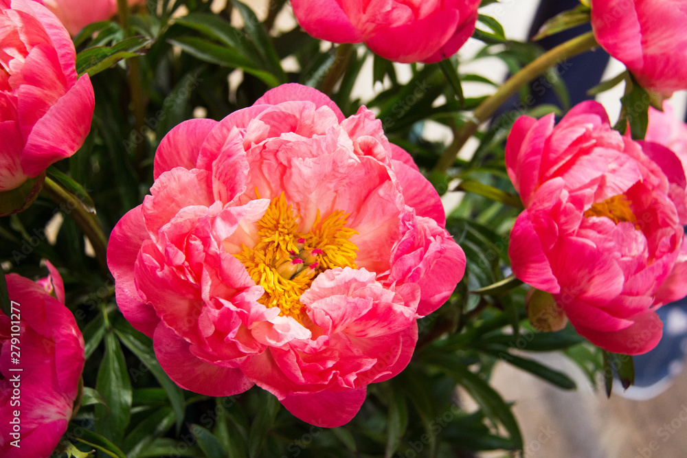 Fototapeta premium Blumenpracht