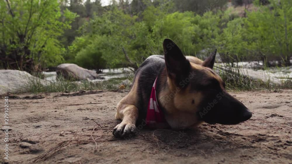 tired german shepherd falling asleep near the Kern River. low angle tracking shot tired german shepherd falling asleep near the Kern River. low angle tracking shot