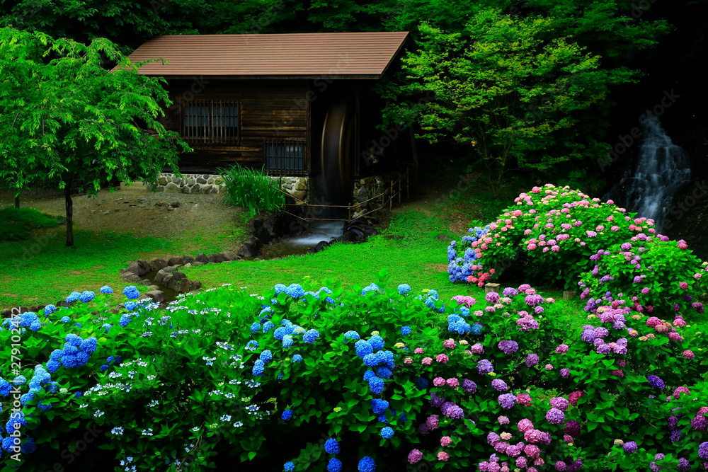 紫陽花と水車小屋 紫陽花と水車小屋
