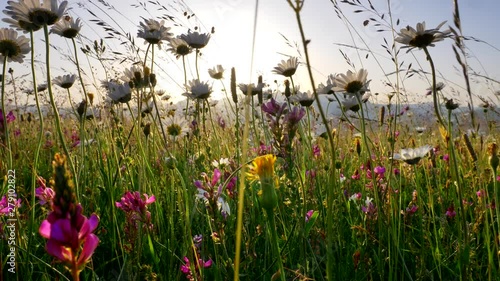Lupines, chamomiles and other wild flowers on an Alpine meadow during sunrise. Sun is lifting above mountains and getting through the plants with its beams. Steadicam, UHD