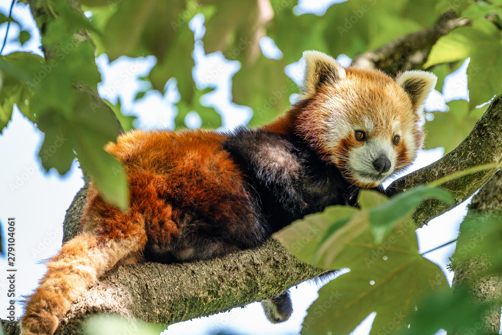 Fototapeta premium The red panda, Ailurus fulgens, also called the lesser panda.