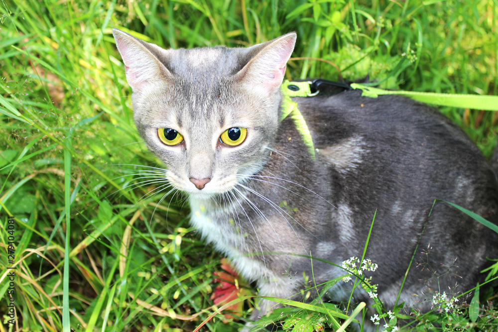 Gray domestic cat with big yellow eyes sitting on a leash among green grass