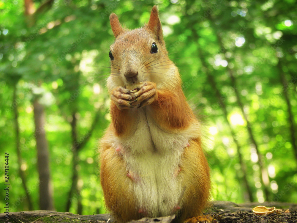 Fototapeta premium Squirrel in nature in the spring with a nut in his paws, full face. Red squirrel eating pistachio closeup.