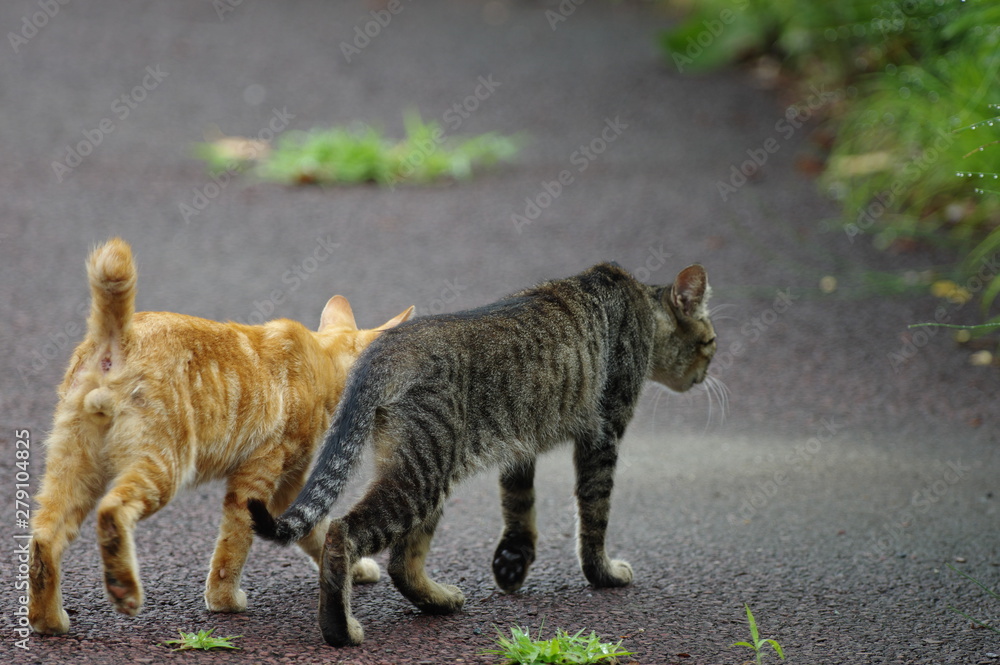 公園で出会った猫の親子