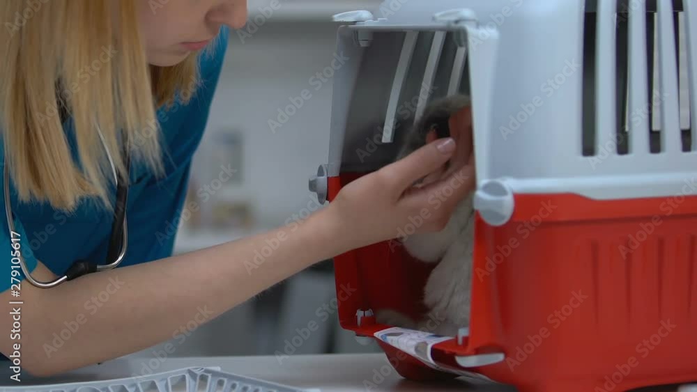 Veterinarian stroking cat in carrier, soothing pet after physical examination Veterinarian stroking cat in carrier, soothing pet after physical examination