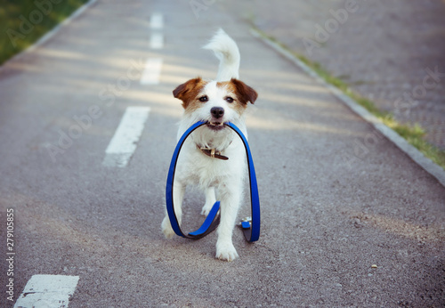 Принти на полотні Off leash dog park. Happy morning puppy walk concept