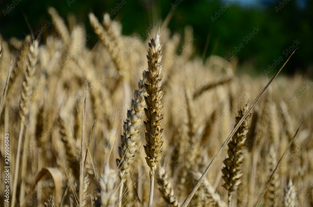 Fototapeta premium Golden ears of wheat on the field