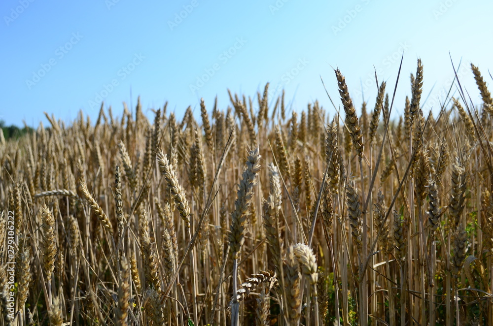 Fototapeta premium Golden ears of wheat on the field