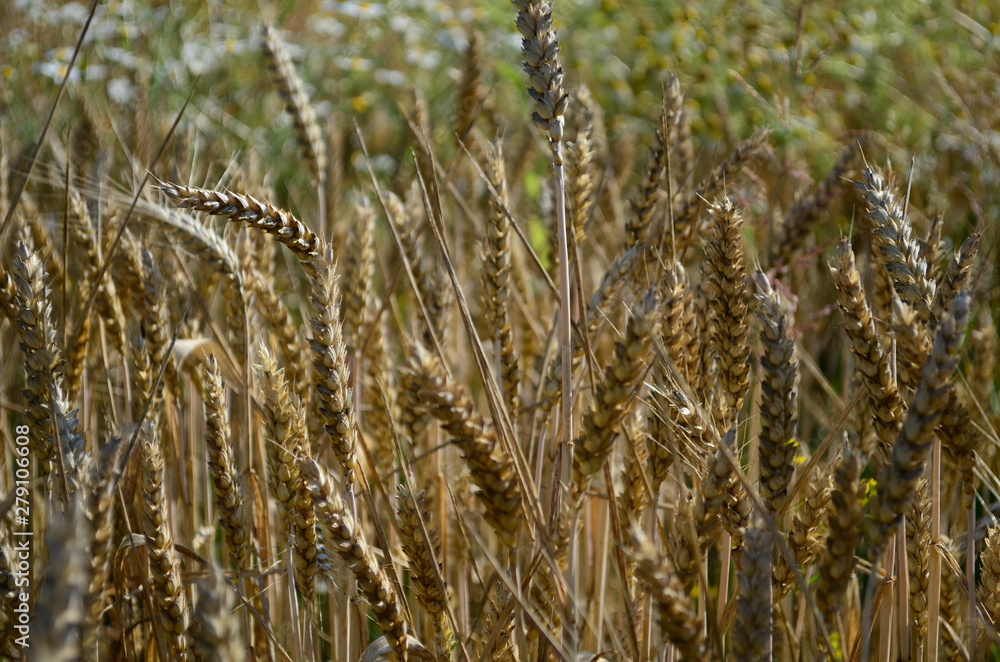 Golden ears of wheat on the field Golden ears of wheat on the field