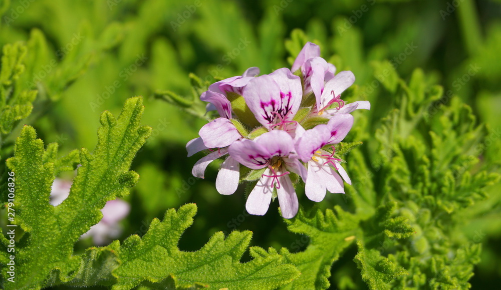 Pelargonium Attar of Roses Scented Geranium beautiful flowers and green  shallow three-lobed leaves close up. Also known as Rose geranium or Rose  scented pelargonium, Sweet scented geranium Stock Photo | Adobe Stock