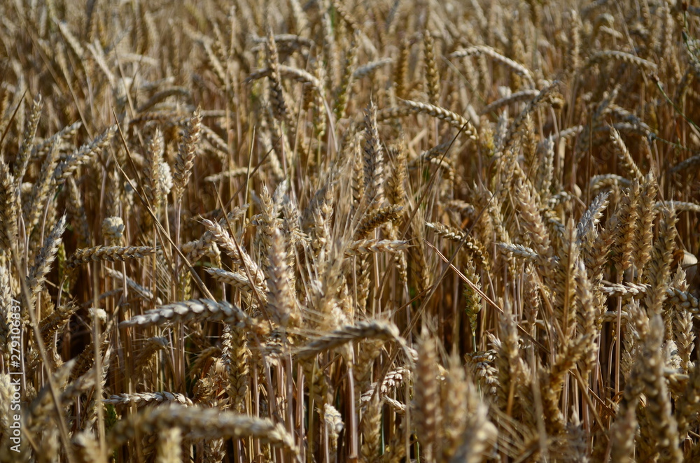 Fototapeta premium Golden ears of wheat on the field