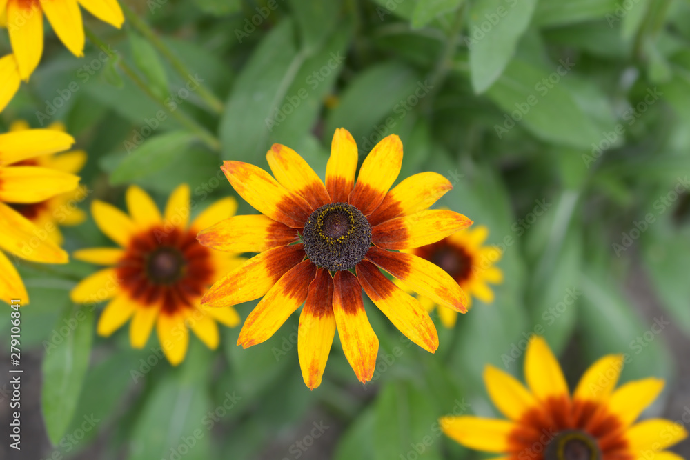 Tetra Gloriosa Daisy Tetra Gloriosa Daisy
