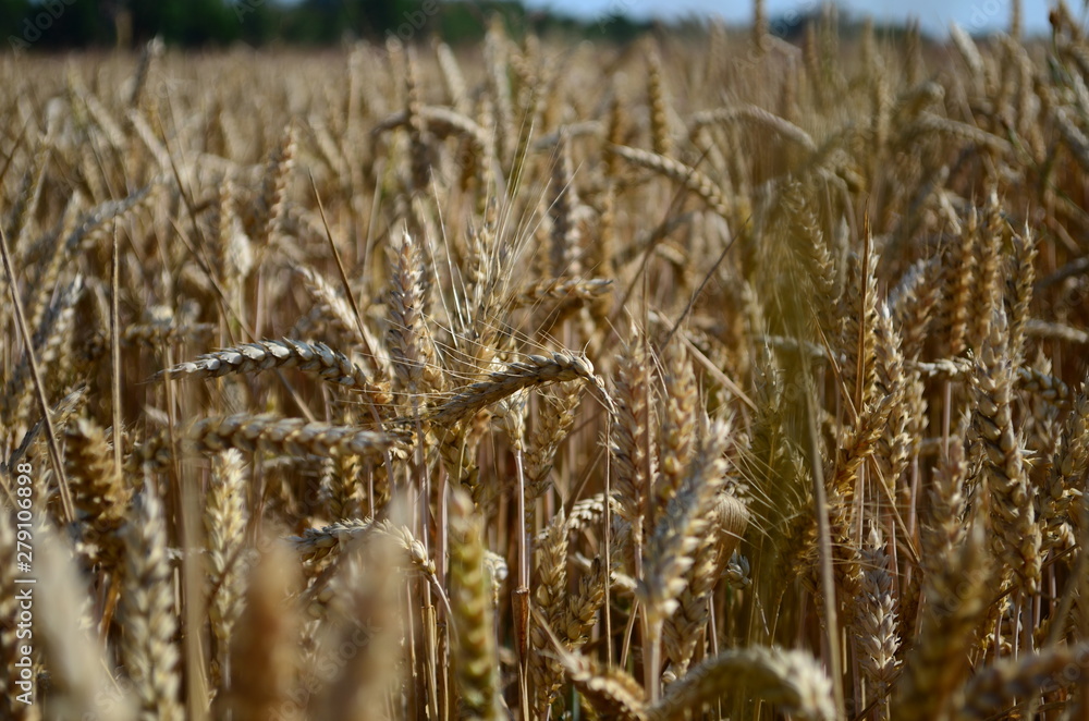 Fototapeta premium Golden ears of wheat on the field