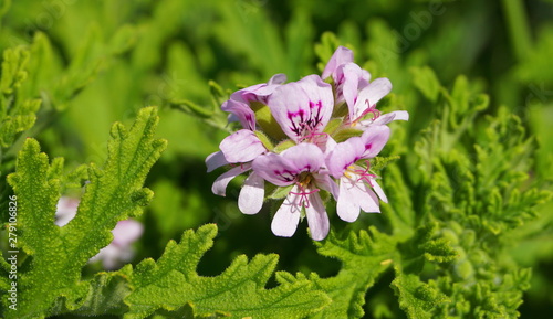 Pelargonium Attar of Roses Scented Geranium beautiful flowers and green shallow three-lobed leaves close up. Also known as Rose geranium or Rose scented pelargonium,  Sweet scented geranium