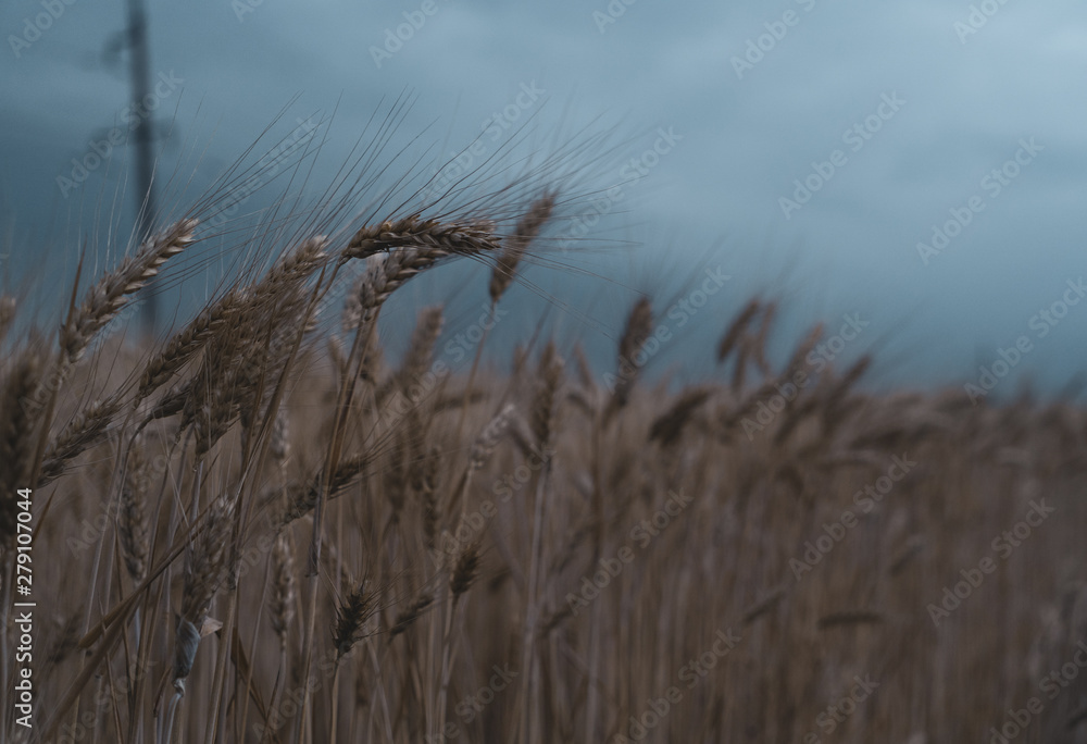 Fototapeta premium wheat field. close-up. stormy weather summer time.
