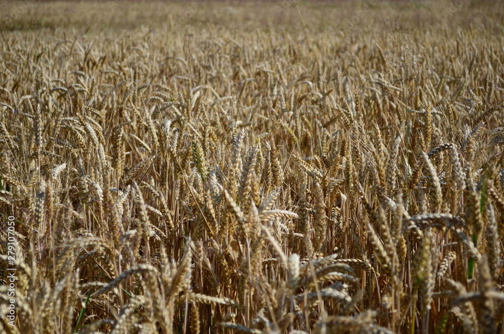 Golden ears of wheat on the field Golden ears of wheat on the field