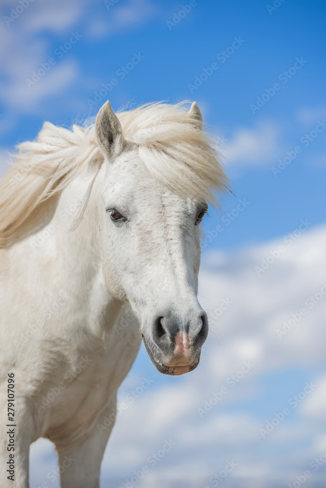 Fototapeta premium Portrait of a white pony horse with beautiful mane in nature. Blue sky with clouds. Vertical. Copyspace. No people.