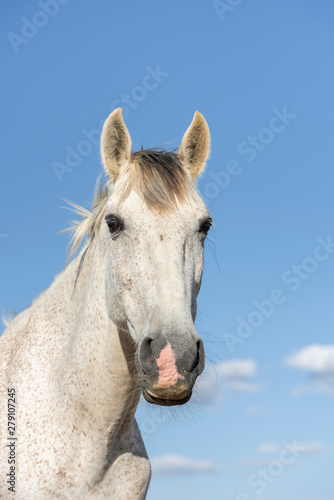 Portrait of a white grey horse looking at camera. Blue sky. Vertical. No people. Copyspace.