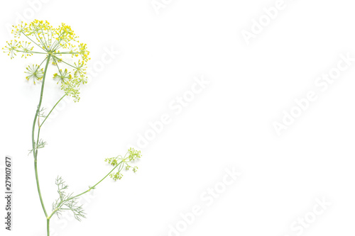 fresh, flowering dill from a rustic garden © Leonid
