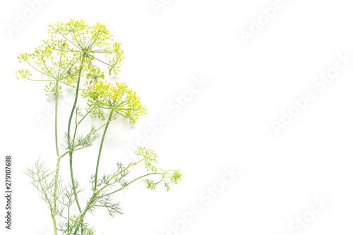 fresh, flowering dill from a rustic garden